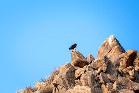 Turkey vulture (Cathartes aura) near Cottonwood Springs