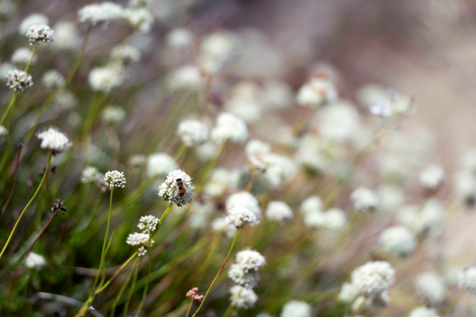 Bee atop California buckwheat (eriogonum fasciculatum)