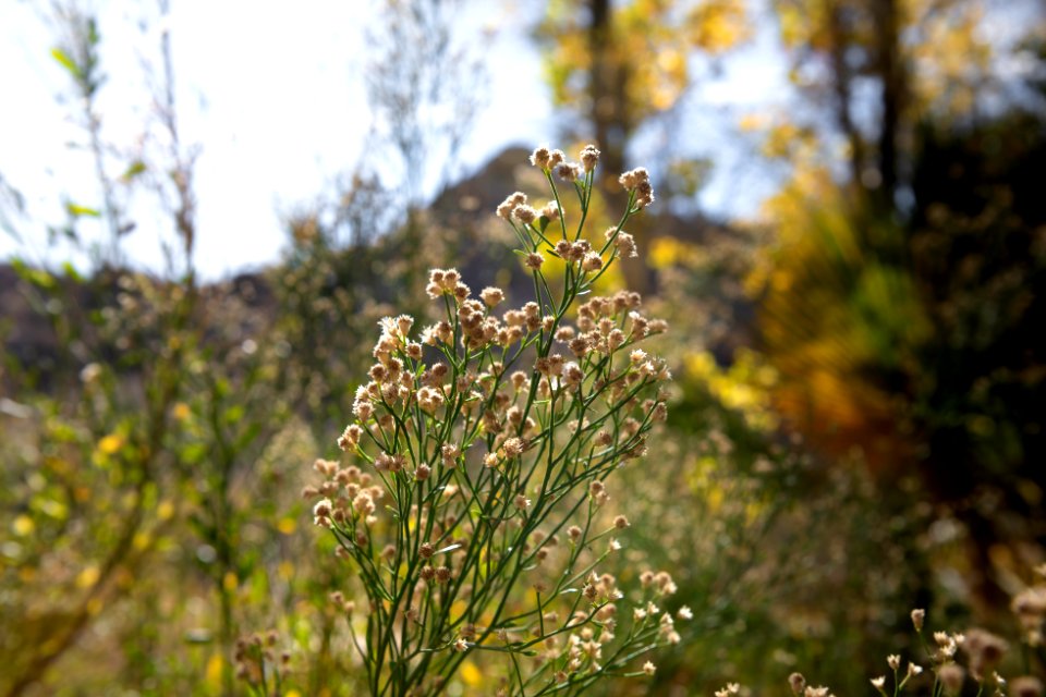 Desert baccharis (Baccharis sergiloides) near Cottonwood Springs