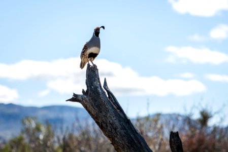 Gambel's quail (Callipepla gambelii) at Oasis of Mara photo