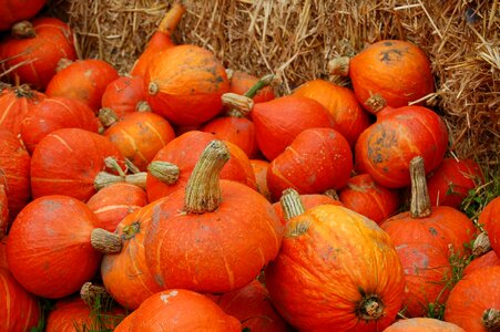 Autumn gourd decoration photo