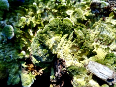 Lichen on stump