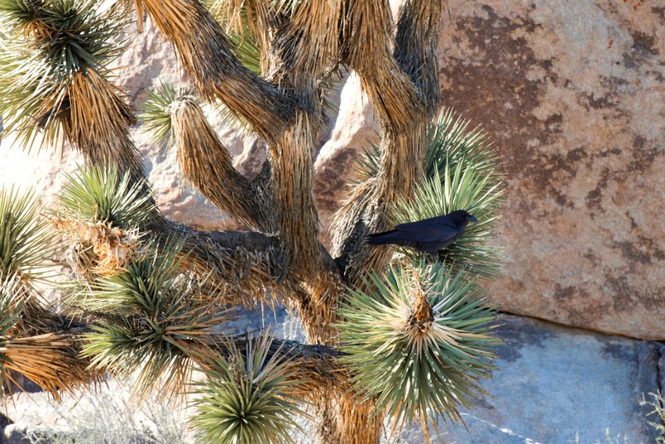 Raven in a Joshua tree