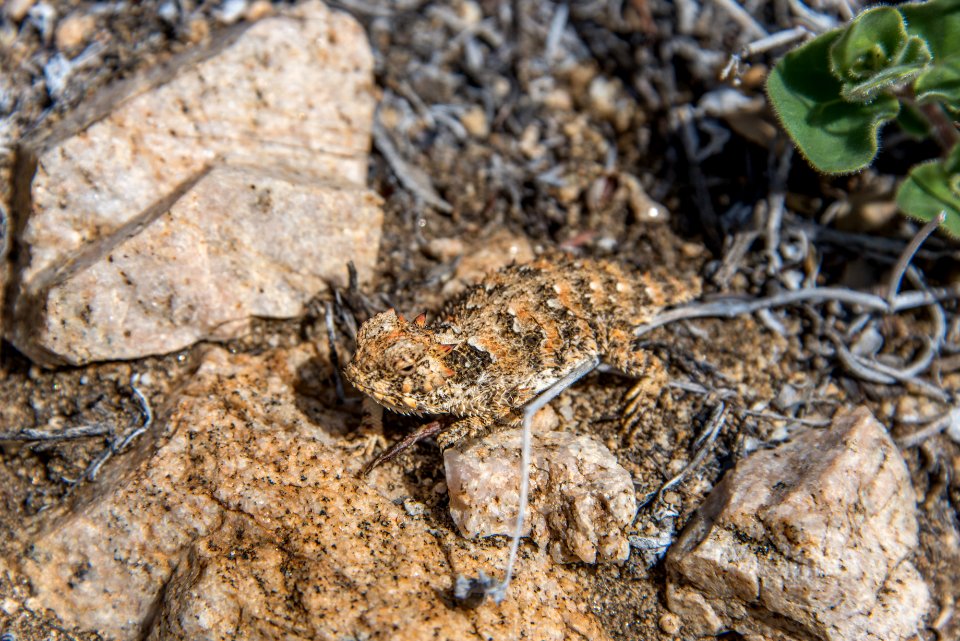 Blainville's horned lizard (Phrynosoma blainvillii)