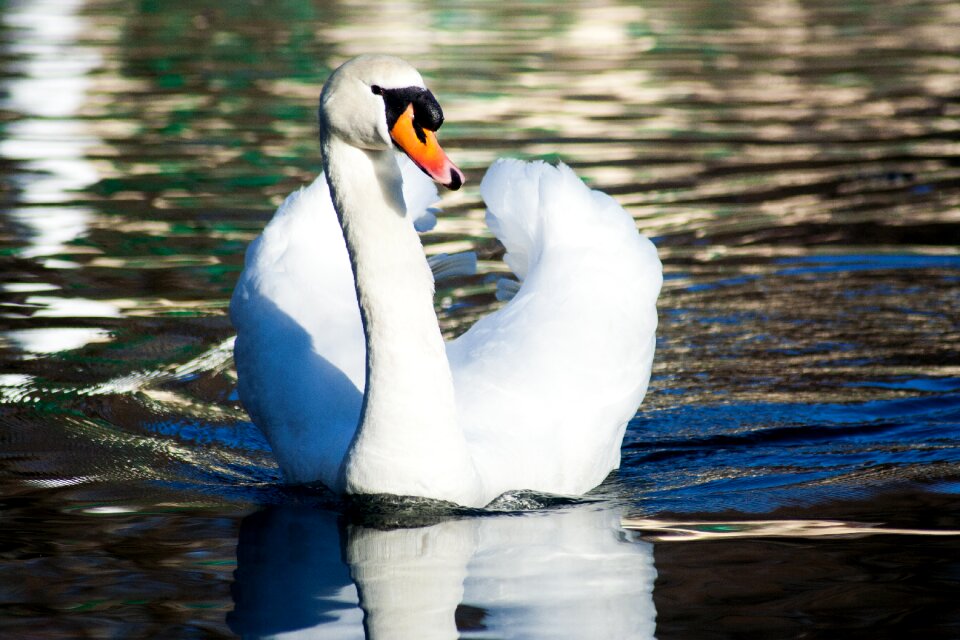 Pond swim beautiful
