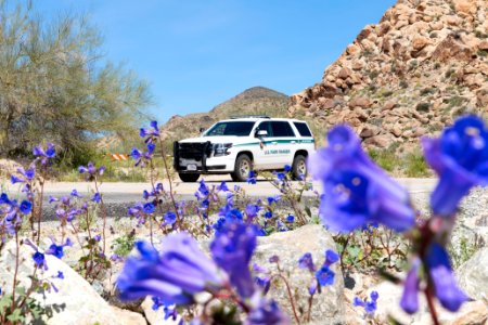 California bluebell (Phacelia campanularia) and park ranger vehicle in the Cottonwood area photo