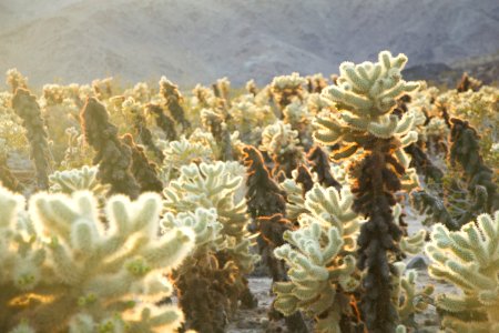 Teddybear cholla (Cylindropuntia bigelovii); Cholla Cactus Garden photo
