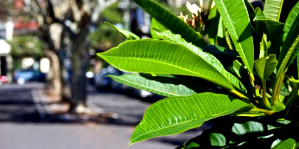 Leafy thing photo