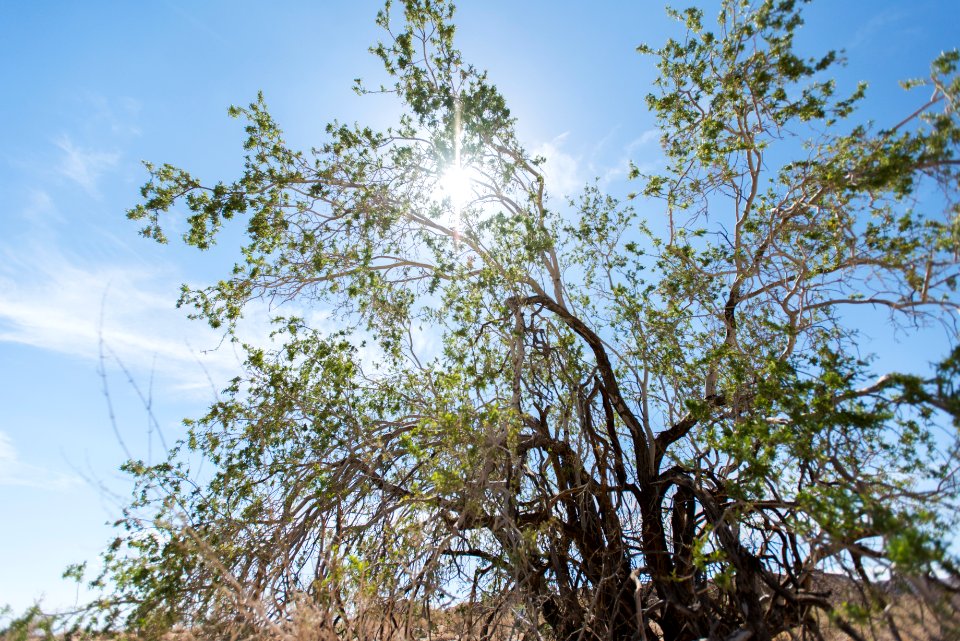 Desert ironwood tree photo