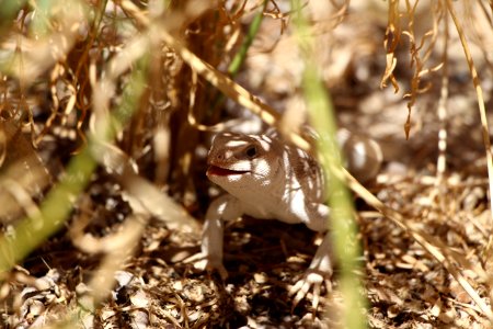 Desert Iguana (Dipsosaurus dorsalis)