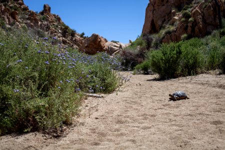 Tortoise on N Canyon View