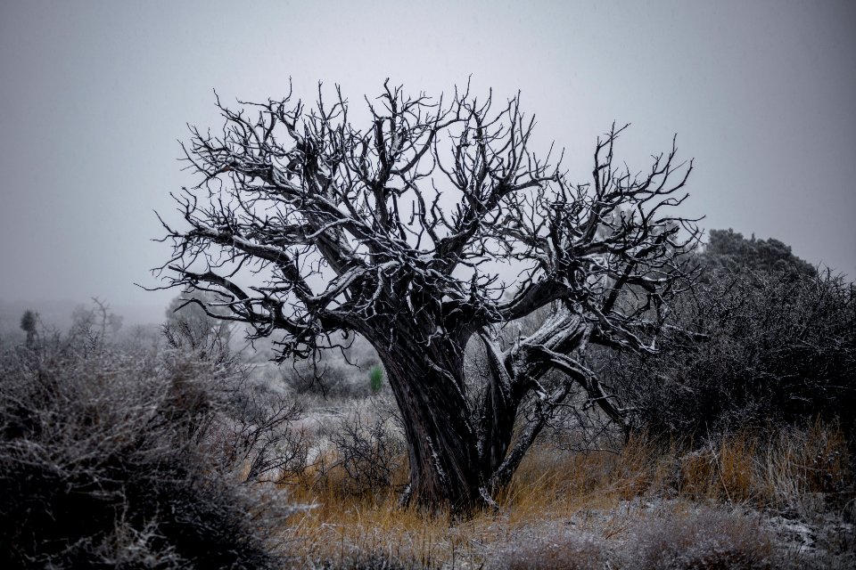 Pinyon pine covered in snow near Keys View