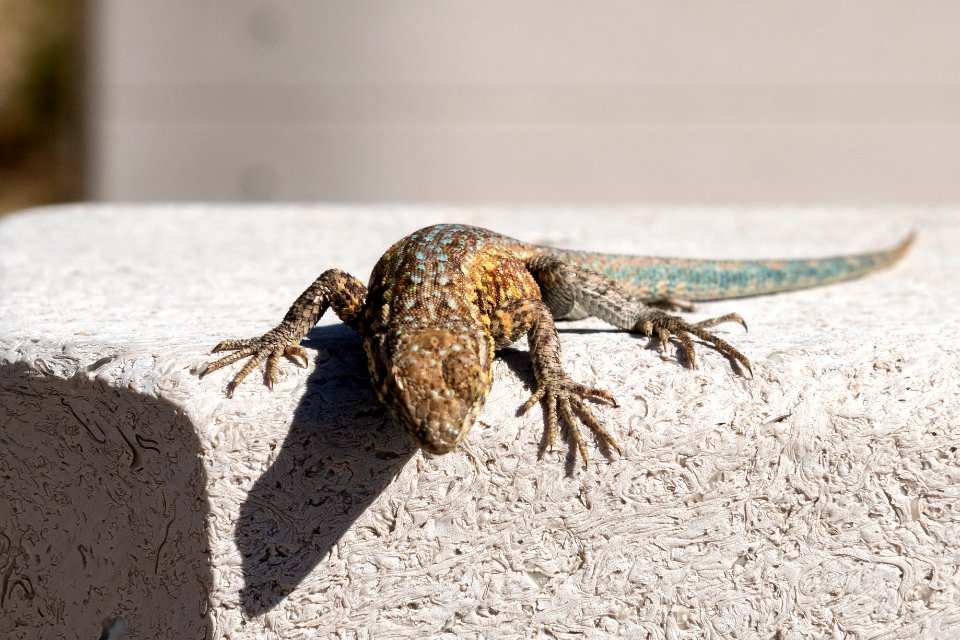 Common side-blotched lizard (Uta stansburiana) at Oasis Visitor Center