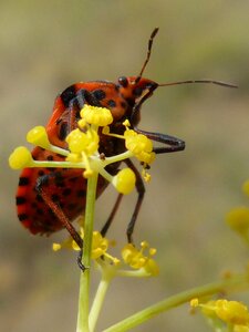 Detail insect nature