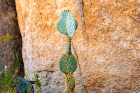 Prickly pear (opuntia chlorotica)
