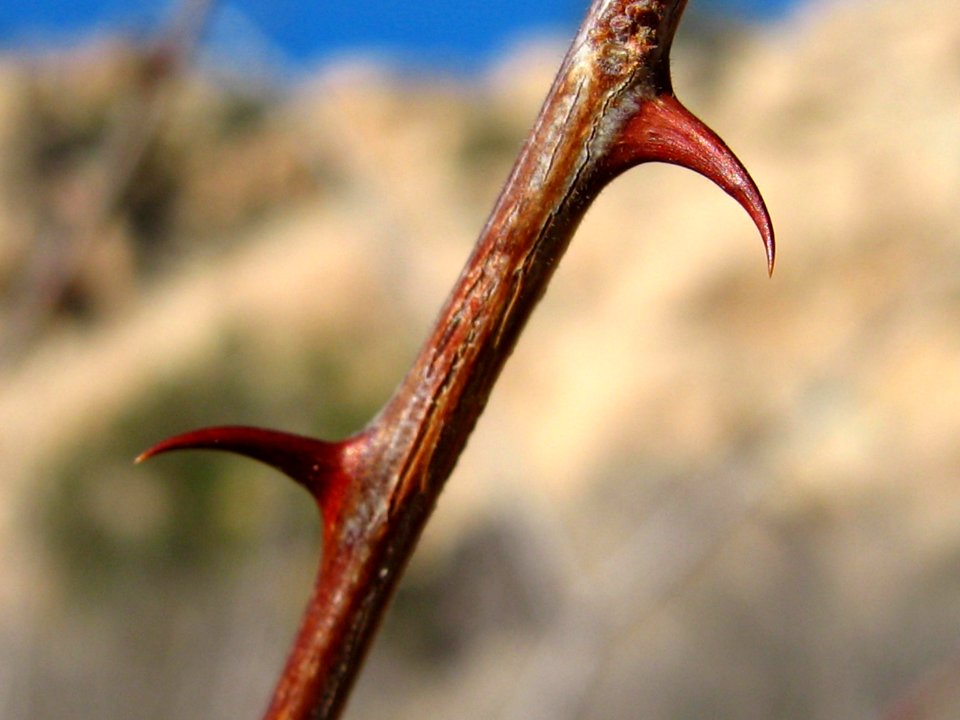Catclaw acacia (Acacia greggii); Wonderland of Rocks