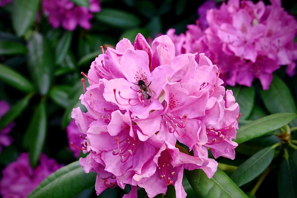 Spring pink flower blossom