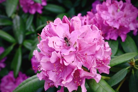 Spring pink flower blossom photo