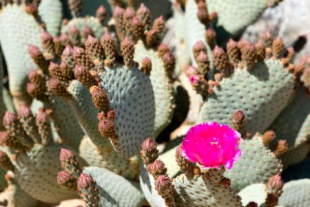 Beavertail cactus (Opuntia basilaris var. basilaris)
