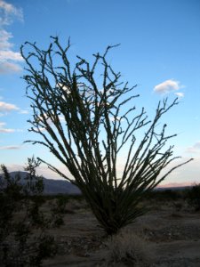 Ocotillo (Fouquieria splendens); Pinto Basin photo