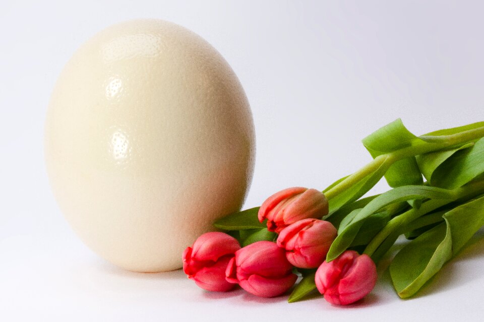Spring awakening easter flower