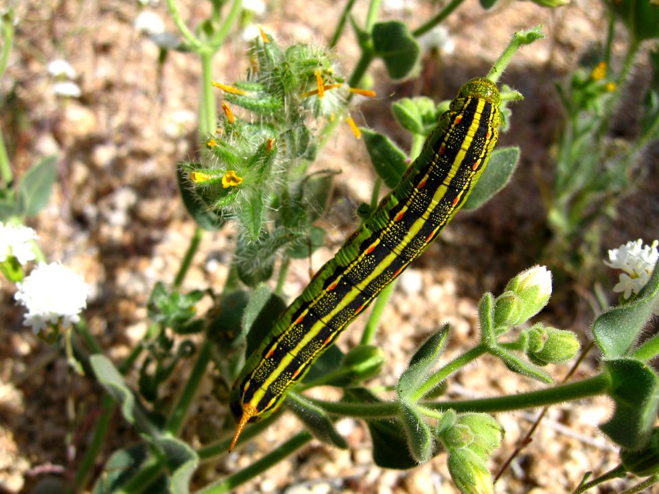 White-line sphinx larva
