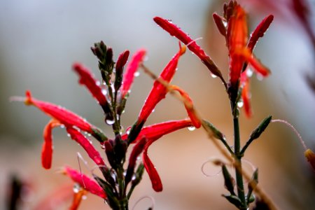 California fuchsia (Epilobium canum)