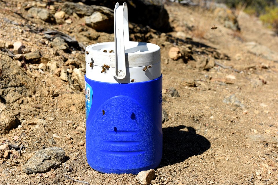 Bees surrounding a water jug
