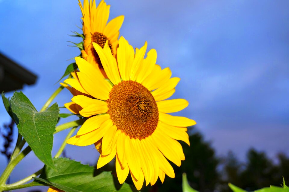 Blue yellow blue sunflower