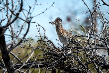 Greater roadrunner (Geococcyx californianus) with lizard offering photo