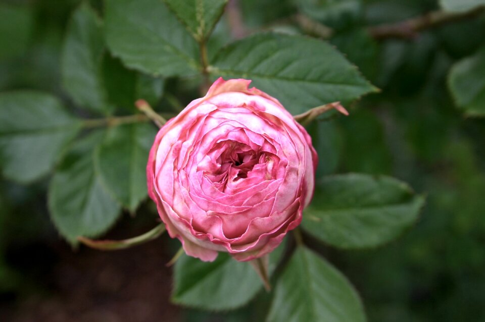 Rose bloom blossom bloom