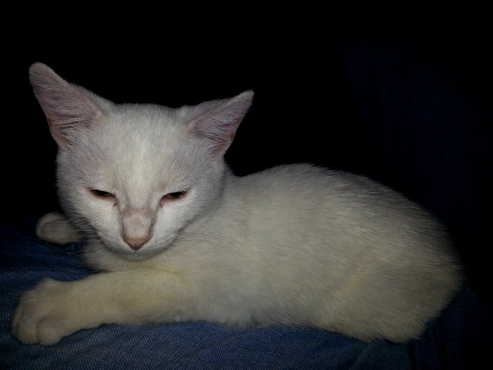 White Kitten