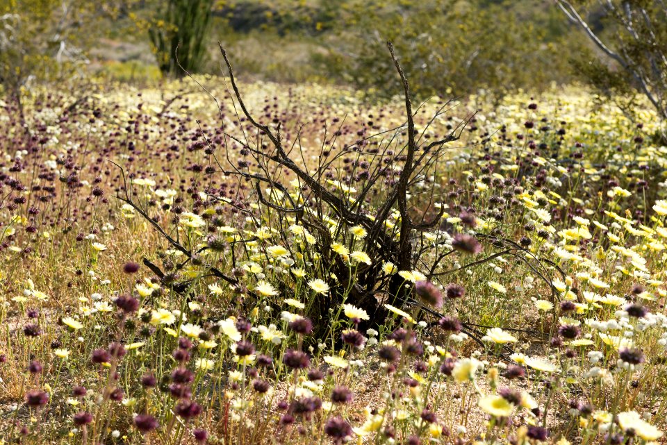 Wildflowers near Cottonwood