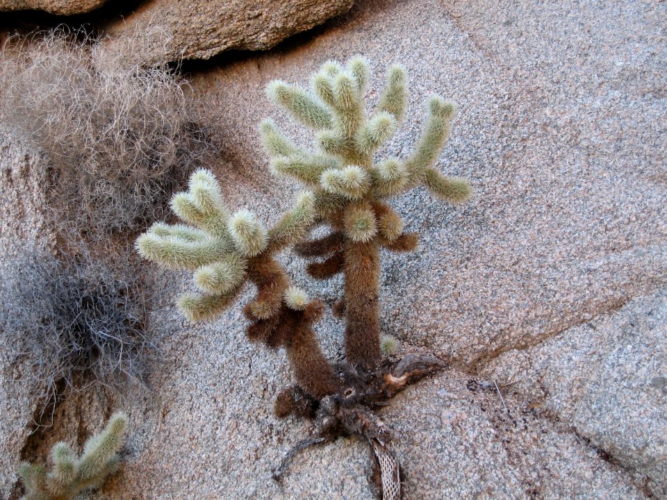 Cylindropuntia bigelovii, Lost Palms Oasis