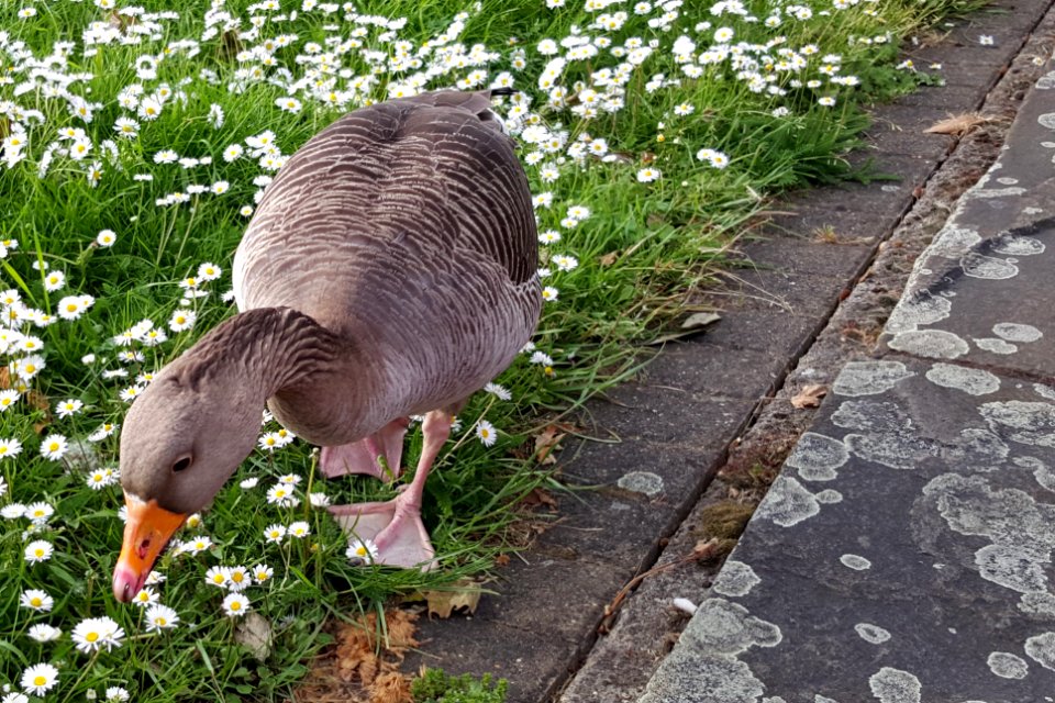 Goose!