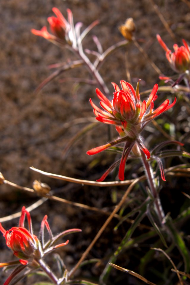 Indian Paintbrush