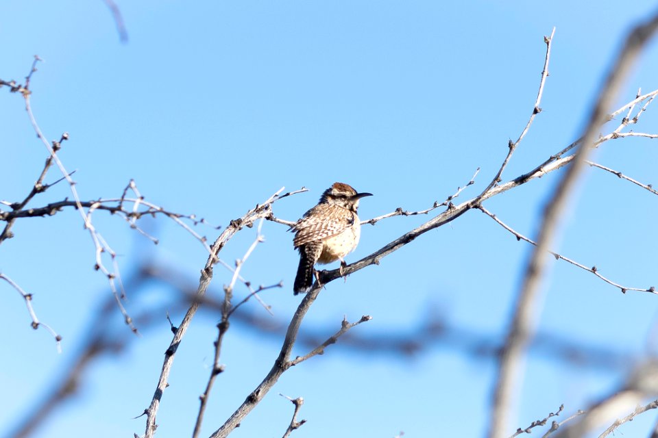 Cactus wren (Campylorhynchus brunneicapillus) at the Oasis of Mara