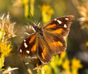 American Snout Butterfly photo