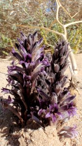 Broomrape (Orobanche)