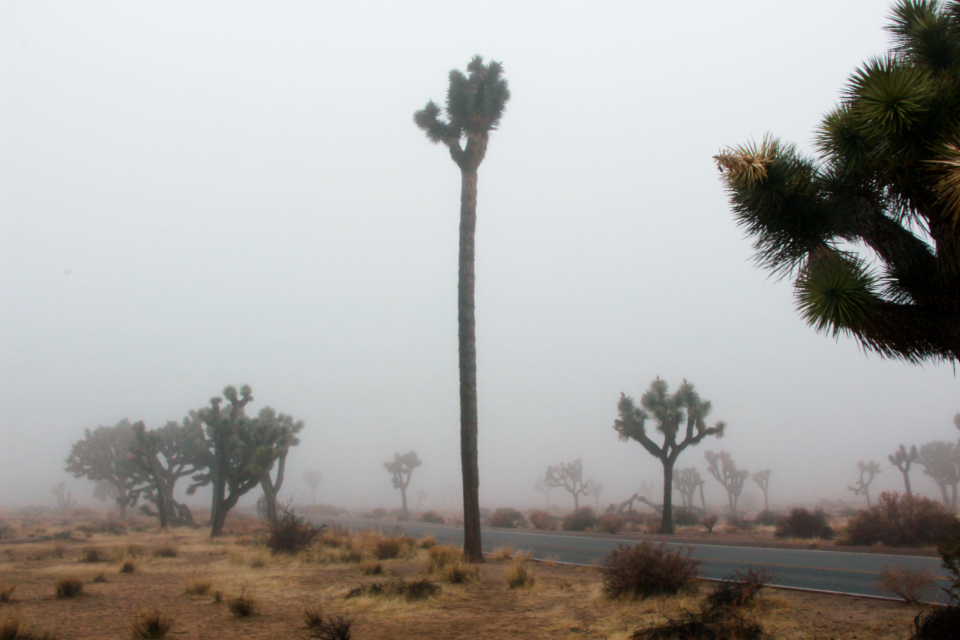 Barber pole in the fog