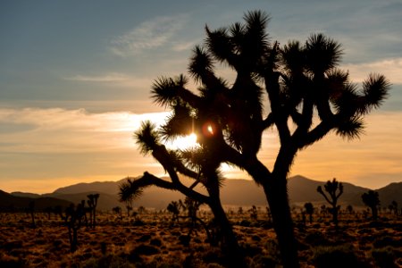 Sunsets in Joshua Tree