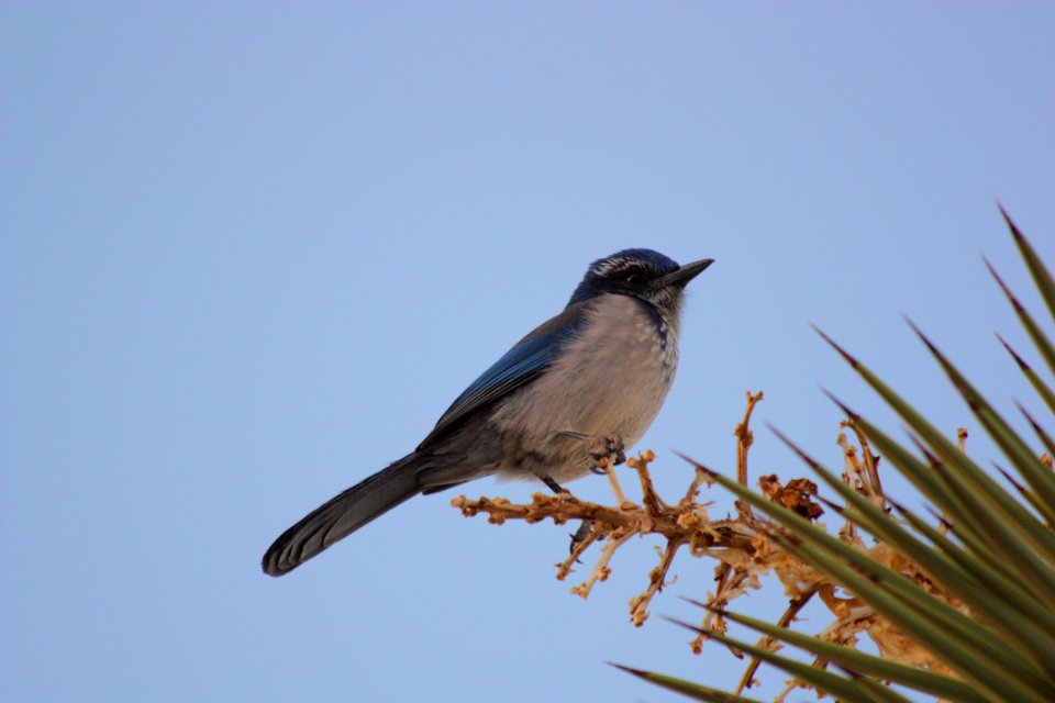 Scrub jay (Aphelocoma californica)