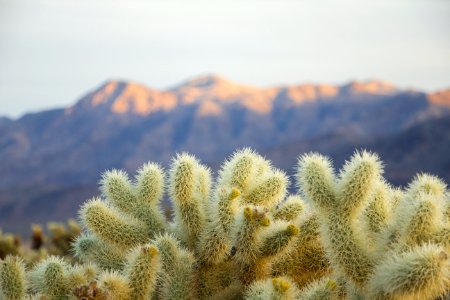 Teddybear cholla (Cylindropuntia bigelovii); Cholla Cactus Garden photo