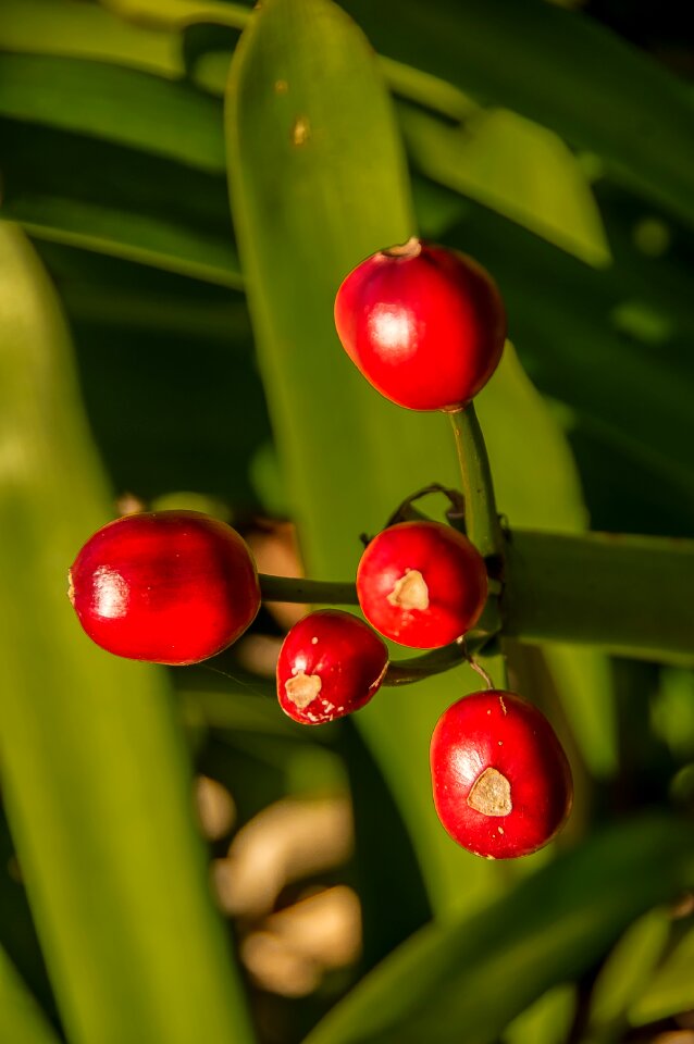 Red seeds plant