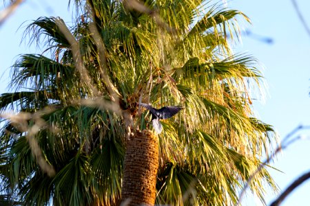 Raven (Corvus corax) landing on a California fan palm (Washingtonia filifera) at the Oasis of Mara photo
