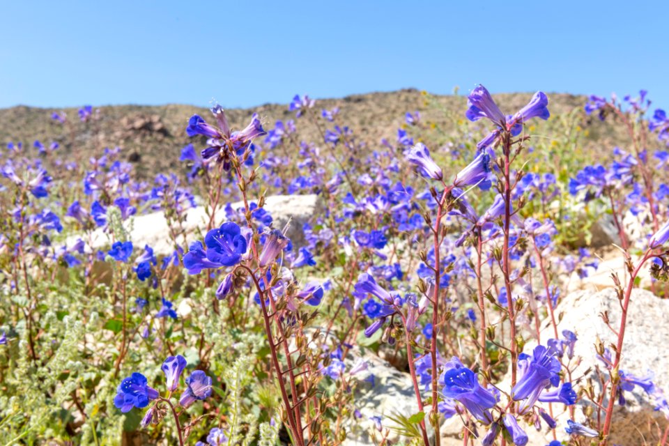 California bluebell (Phacelia campanularia) in the Cottonwood area