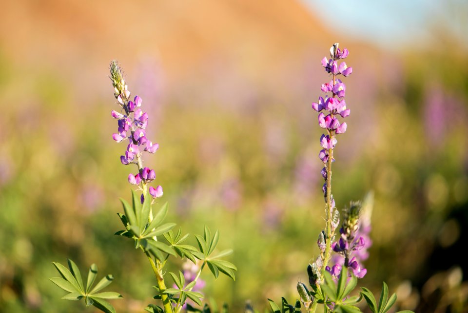 Arizona Lupine near Cottonwood