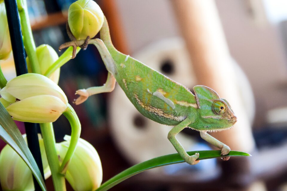 Exotic reptile green