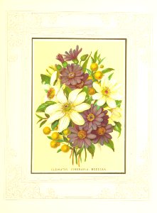 Floral Poetry and the language of flowers. With coloured illustrations. [The editor's preface is signed J. H. S.]