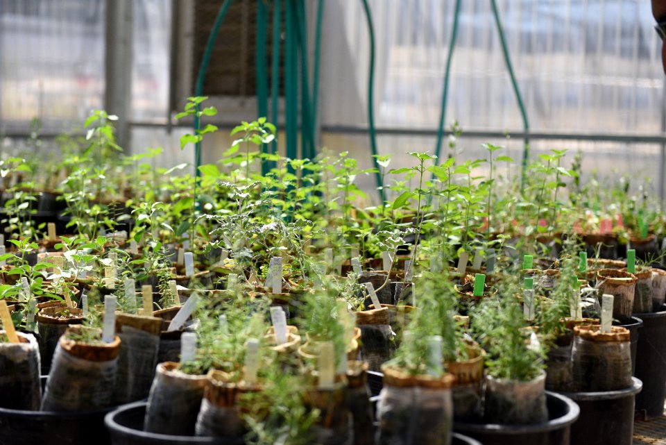 Potted plants at Native Plant Nursery